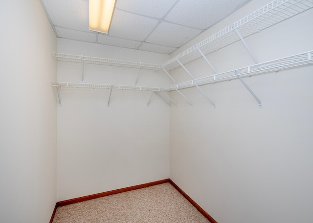 spacious closet with light carpet and a paneled ceiling