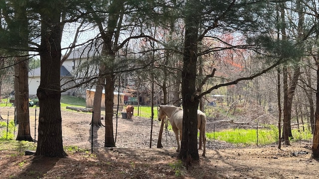 view of local wilderness