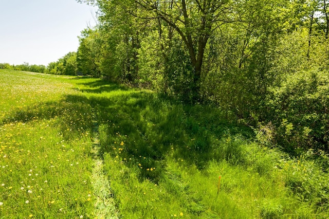 view of local wilderness