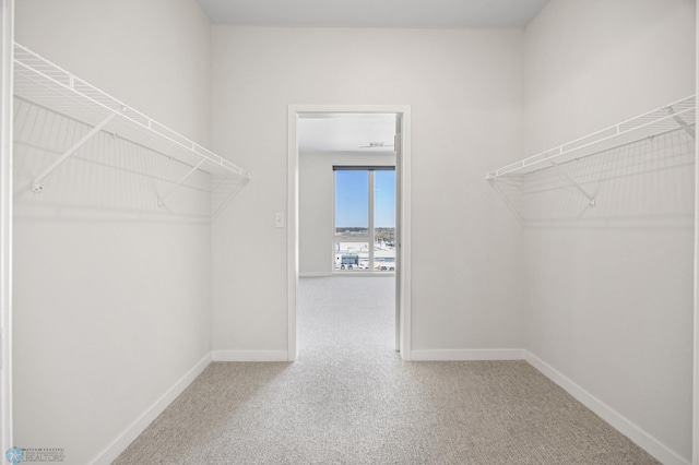 walk in closet with carpet floors