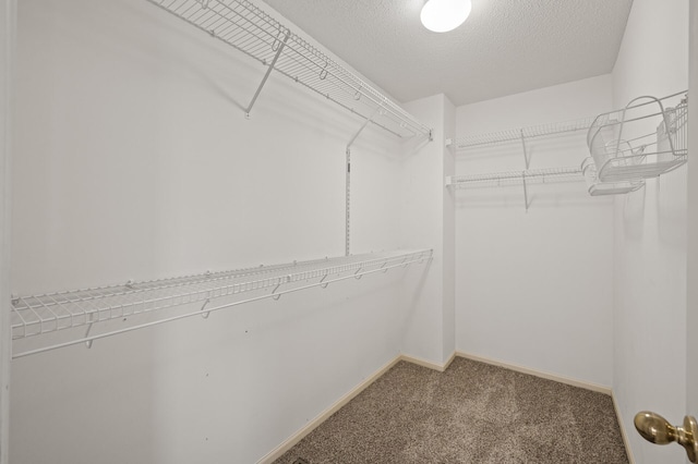 walk in closet featuring carpet