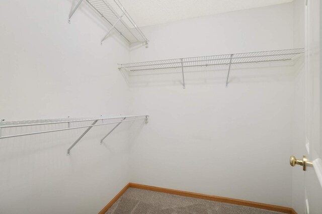 spacious closet featuring carpet floors