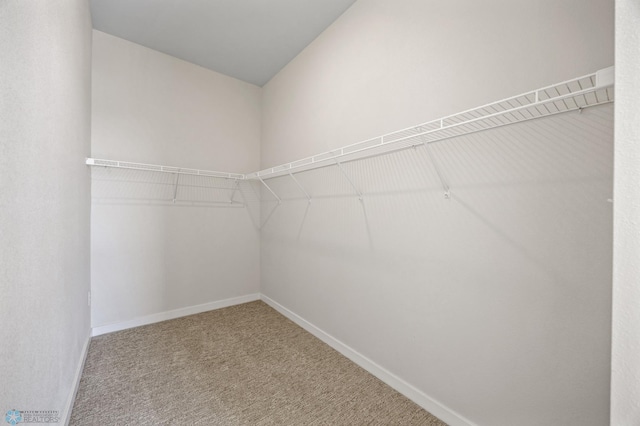 walk in closet with carpet flooring