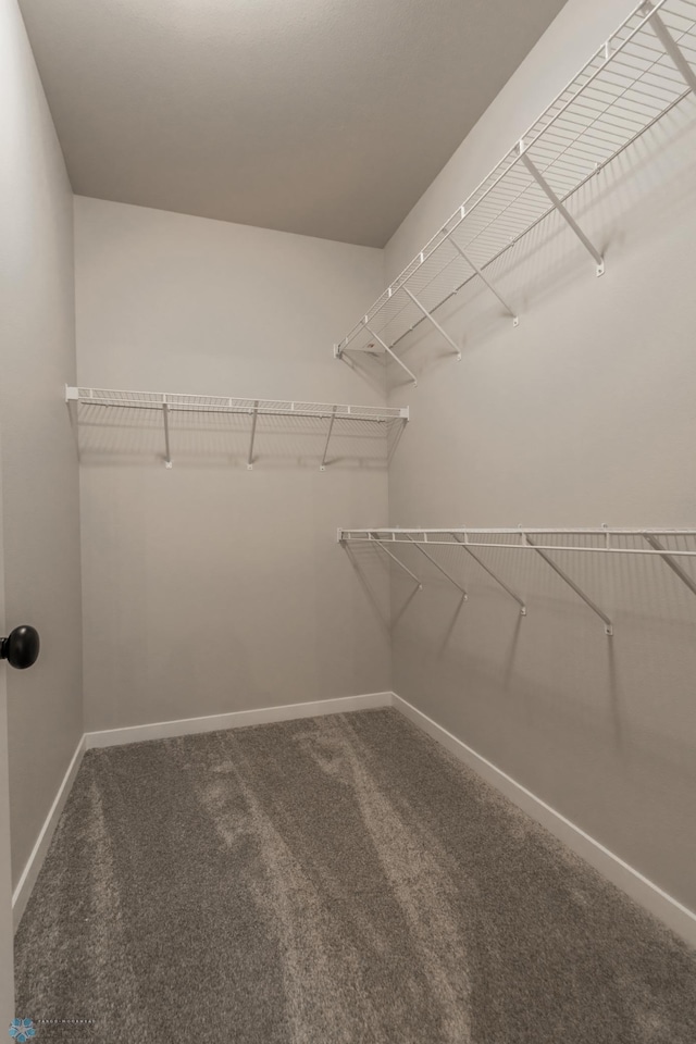 walk in closet with carpet floors