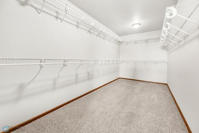 walk in closet featuring carpet flooring