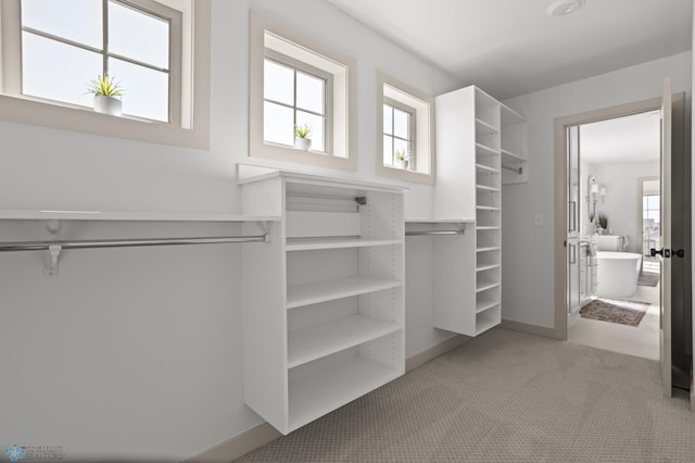 walk in closet featuring light carpet