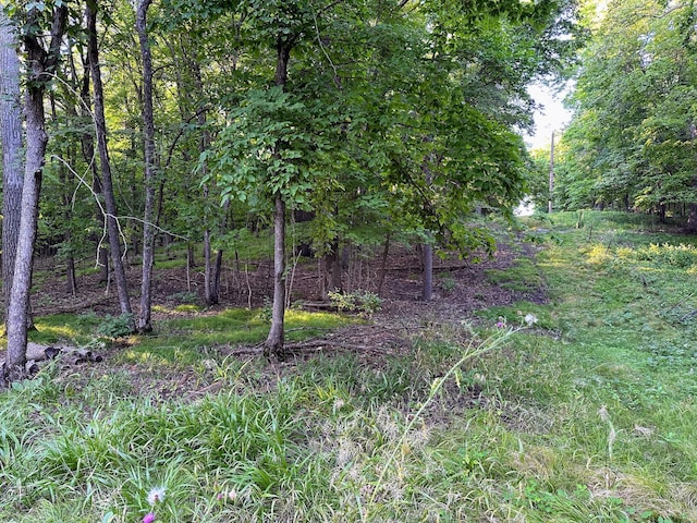 view of nature with a view of trees