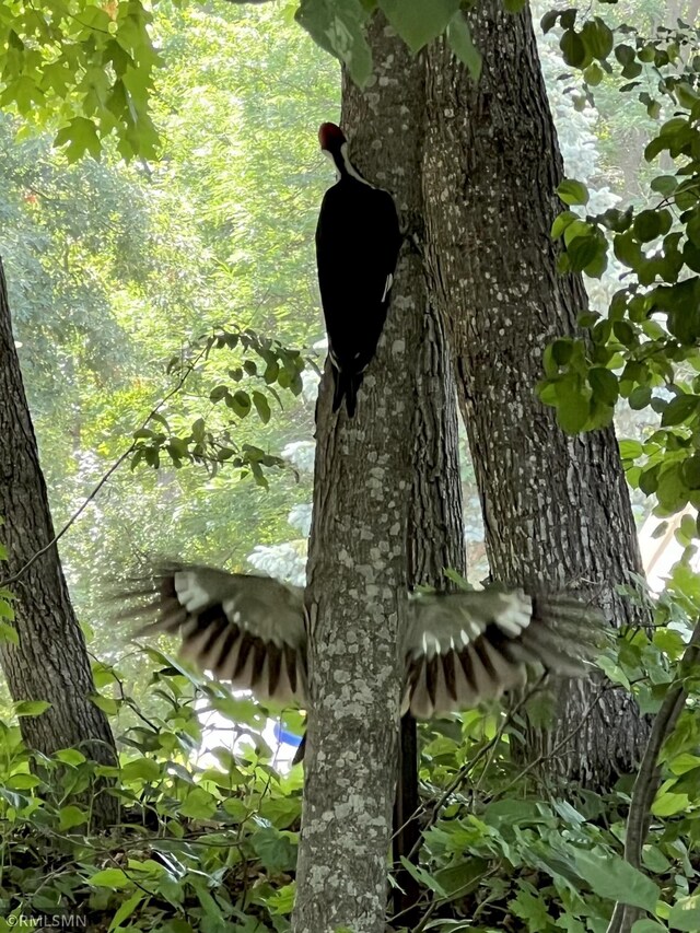 view of nature
