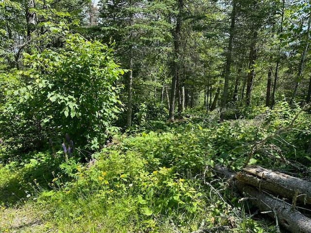 view of nature with a view of trees