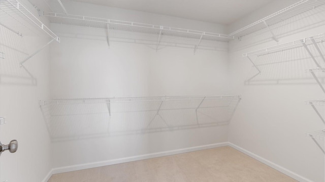 walk in closet featuring carpet