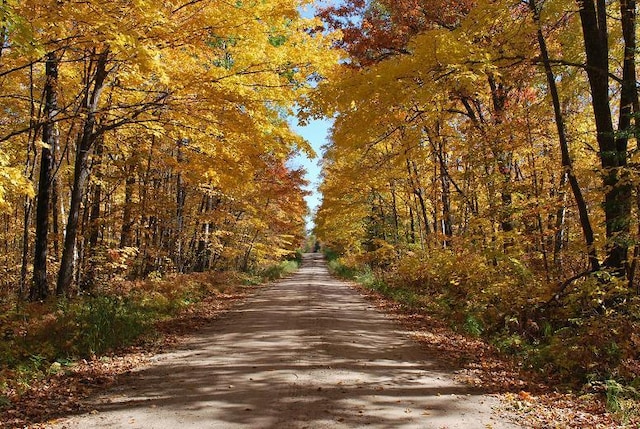 499 Tamarack Ct NE, Tenstrike, MN 56683 - view of dirt / gravel road with a view of trees
