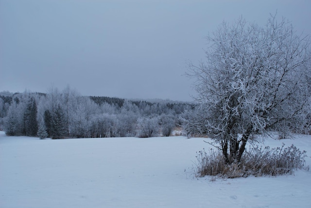 499 Tamarack Ct NE, Tenstrike, MN 56683 - yard layered in snow with a forest view