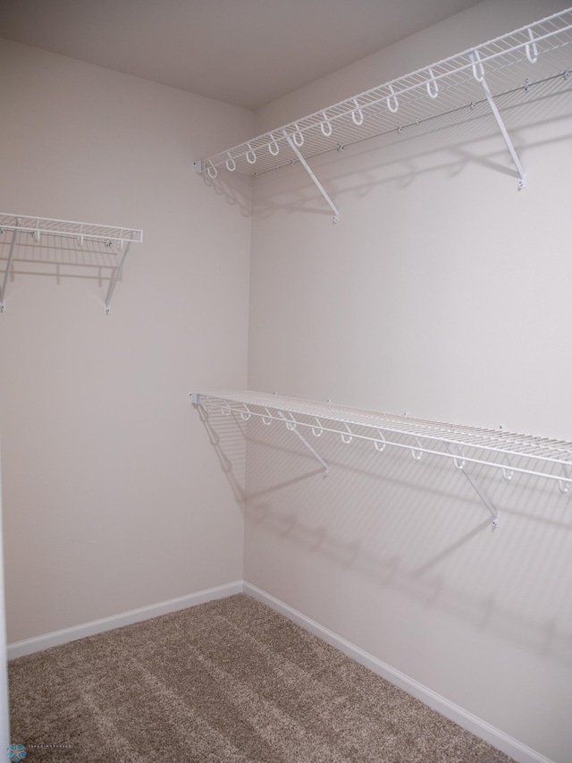 walk in closet featuring carpet floors