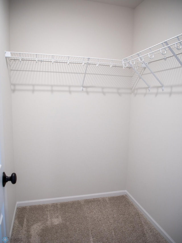 walk in closet featuring carpet flooring