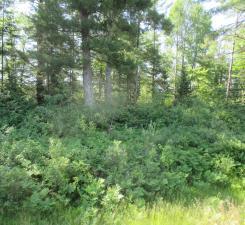 LOT1 State Road 27/70, Couderay, WI 54828