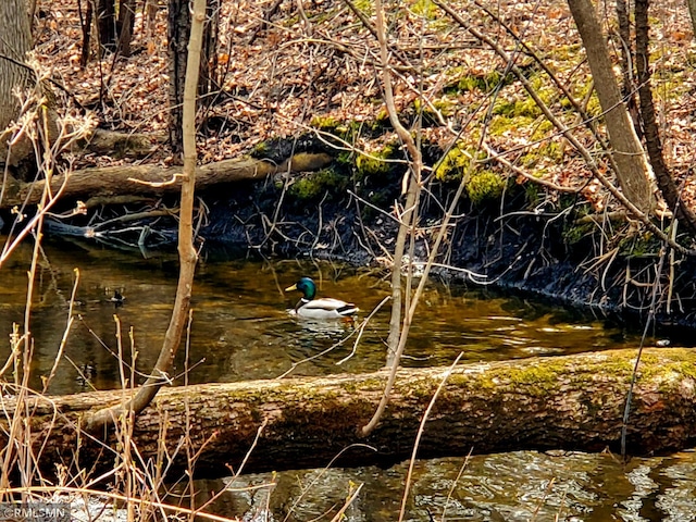view of local wilderness