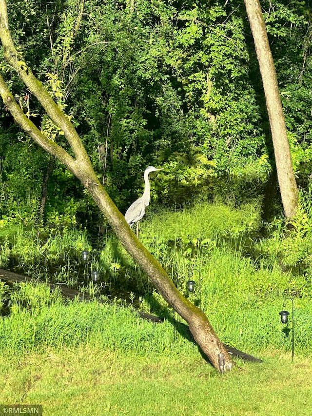 view of local wilderness