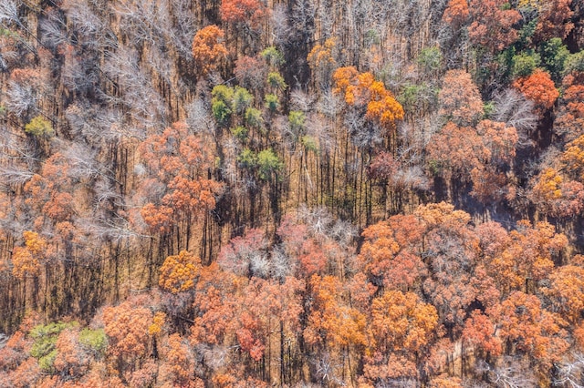 aerial view of a forest