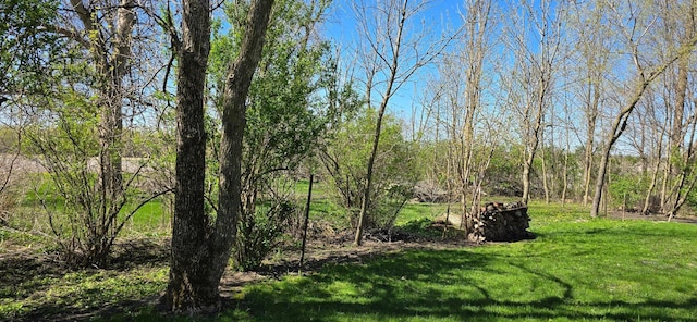 view of local wilderness