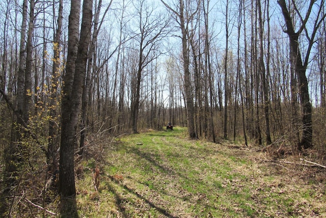 view of tree filled area