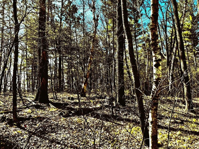 TBD Rognaldson Rd, Brainerd, MN 56401 - photo 9