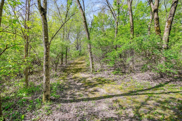 view of woods
