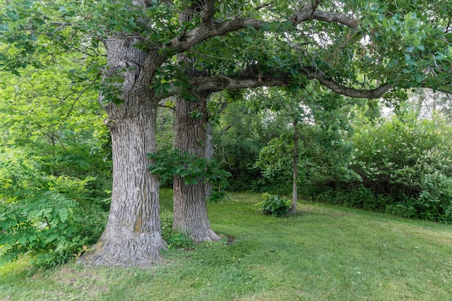 15126 Tumuli Rd, Dalton, MN 56324 - view of green lawn featuring a view of trees