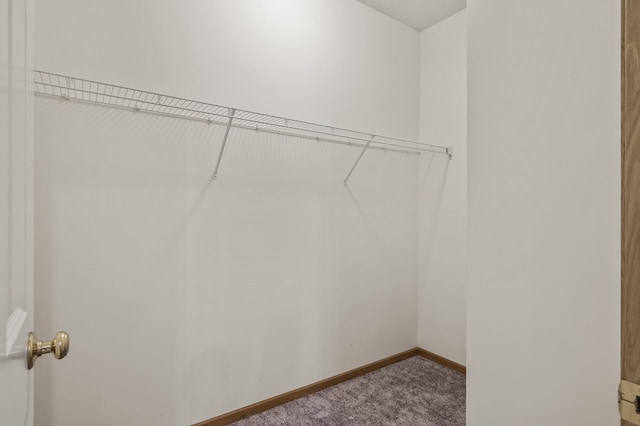 walk in closet featuring carpet floors