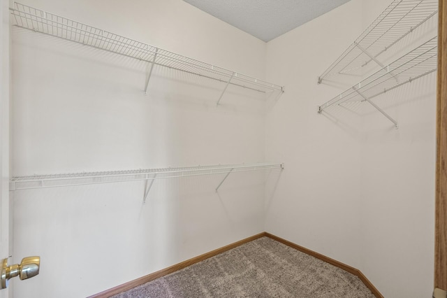 walk in closet with carpet flooring