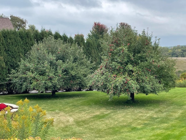 view of grassy yard
