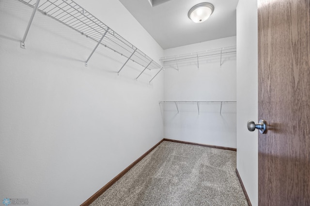 walk in closet with carpet floors