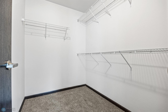spacious closet featuring carpet floors