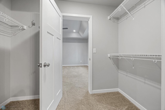 spacious closet with carpet floors and a raised ceiling