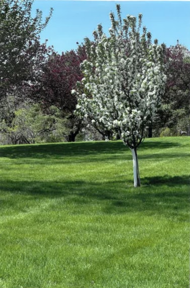 50 Lakeview Dr NW, Cokato, MN 55321 - view of grassy yard