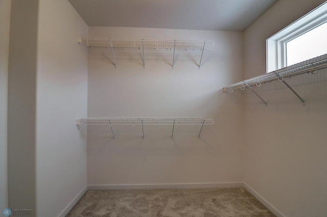 spacious closet featuring carpet