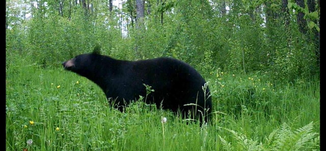 791 W Rd, Wright, MN 55798 - view of nature