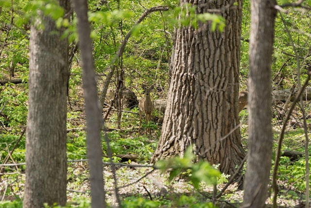 view of undeveloped land