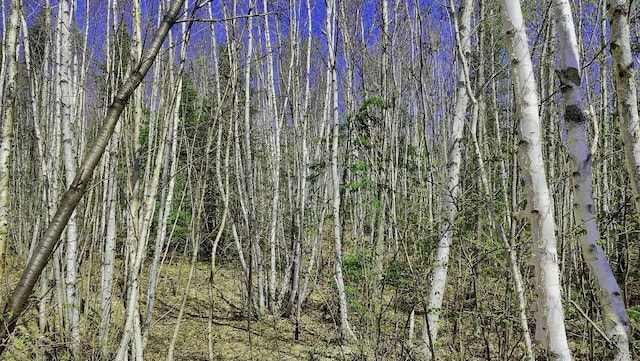 TBD5 Hwy 115, Greenwood Twp, MN 55790