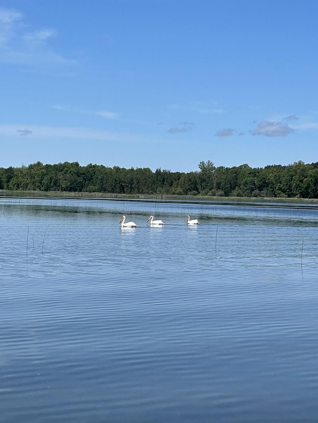 water view featuring a heavily wooded area
