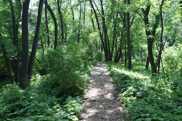 109 Eagle Lake Dr, Maple Grove, MN 55369 - view of tree filled area