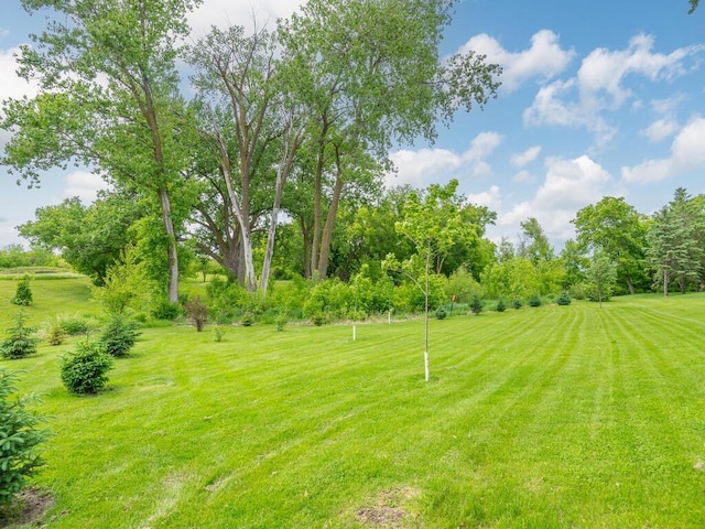 71156 Csah 18, Collinwood Twp, MN 55325 - view of grassy yard