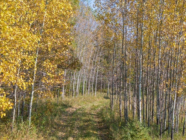 view of woods