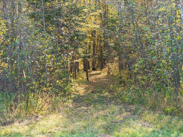 view of tree filled area