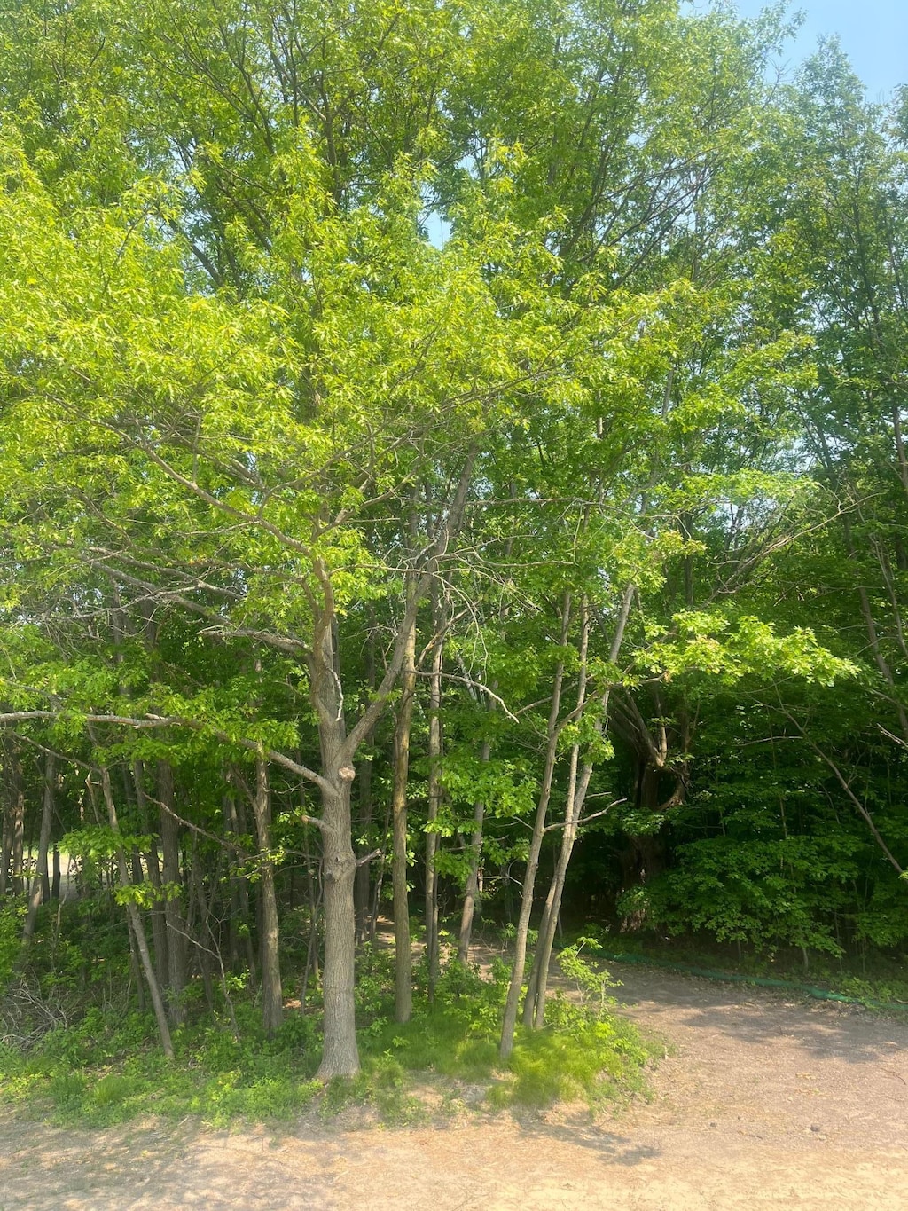 14550 107th Pl, Maple Grove, MN 55369 - view of undeveloped land