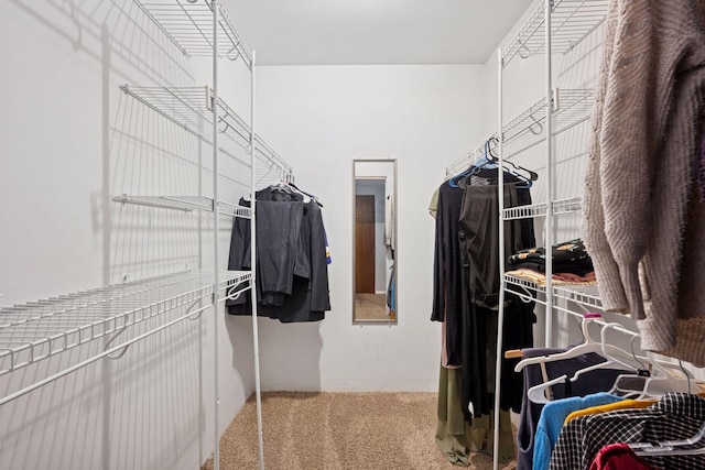 spacious closet featuring carpet flooring