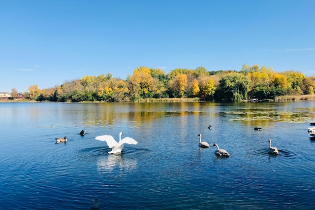 water view featuring a heavily wooded area
