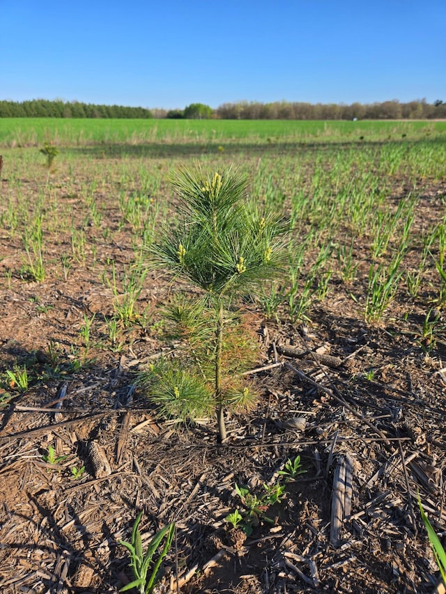 16.74ACRES County Rd N, Hay River Twp, WI 54772