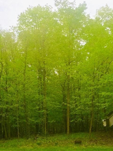 2536 Sandhill Ln NE, Carlos Twp, MN 56308 - view of wooded area