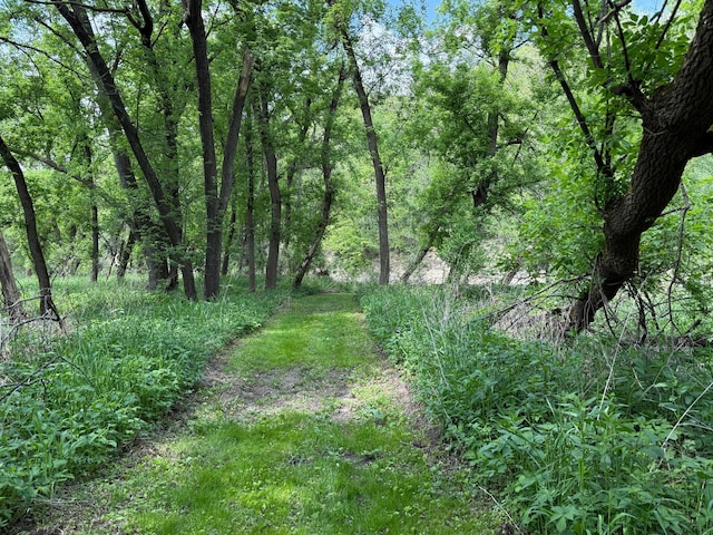 4615 County Road 5 NW, Byron, MN 55920 - view of tree filled area