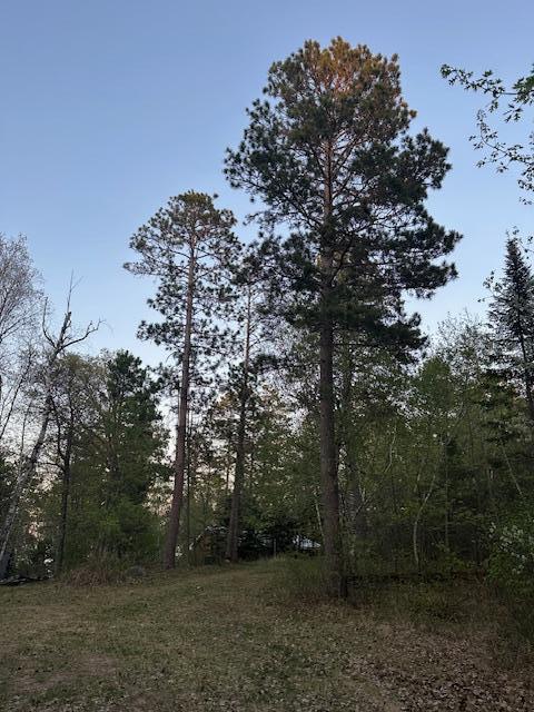 view of local wilderness